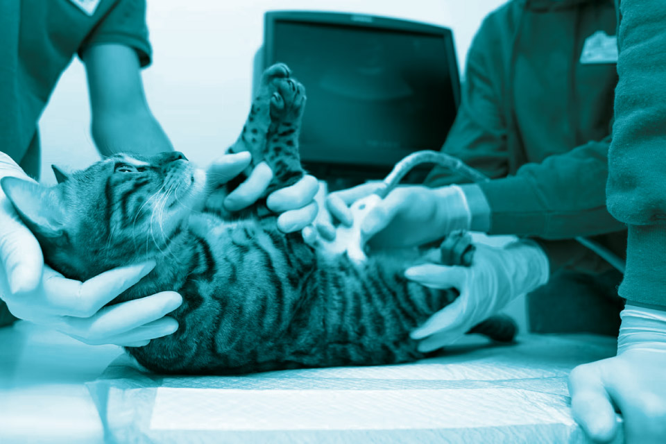 Diagnostica veterinaria per immagini