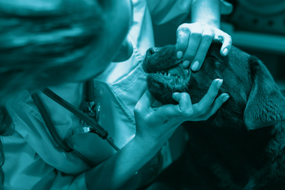 Prevenzione veterinaria