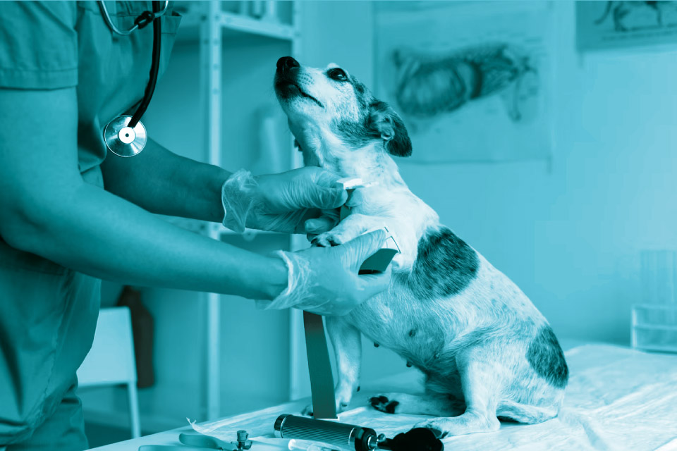 Terapia veterinaria Arcadiavet Veterinario a Catanzaro