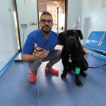 Donazione sangue cani