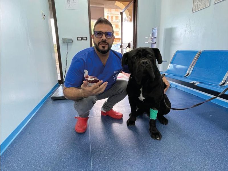 Donazione sangue cani