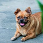 Colpo di calore nel cane