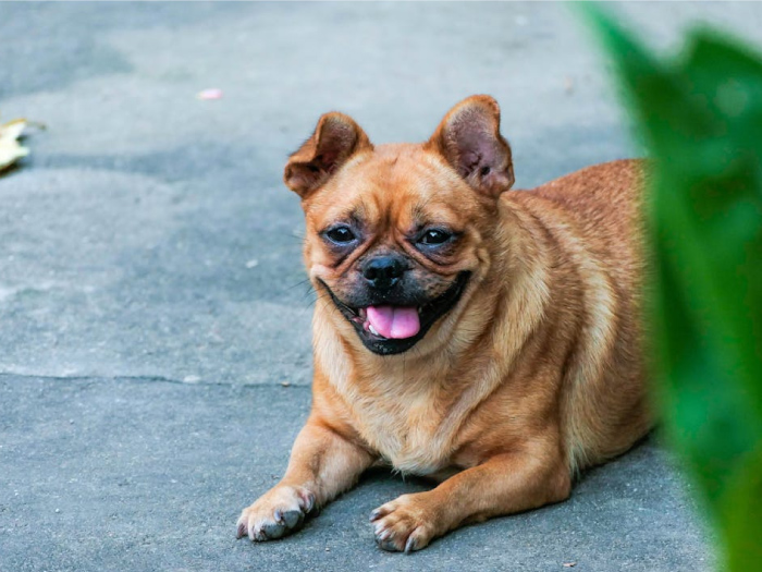 Colpo di calore nel cane