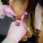 prelievo sangue cane