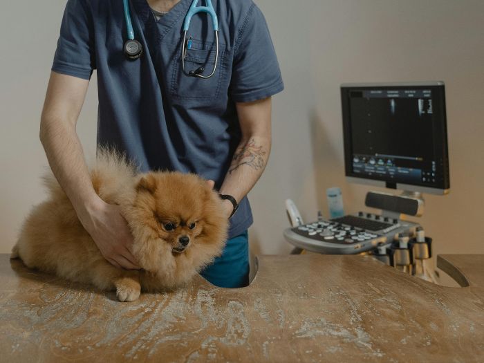 Protocollo per la Gestione di Noduli e Neoformazioni nel Cane e nel Gatto