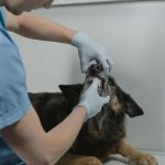 L'Importanza degli Esami Preoperatori nel Cane e nel Gatto