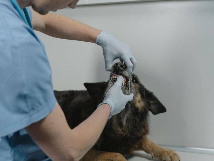 L'Importanza degli Esami Preoperatori nel Cane e nel Gatto