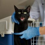 Malattie infettive gatti