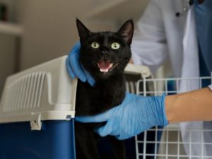 Malattie infettive gatti