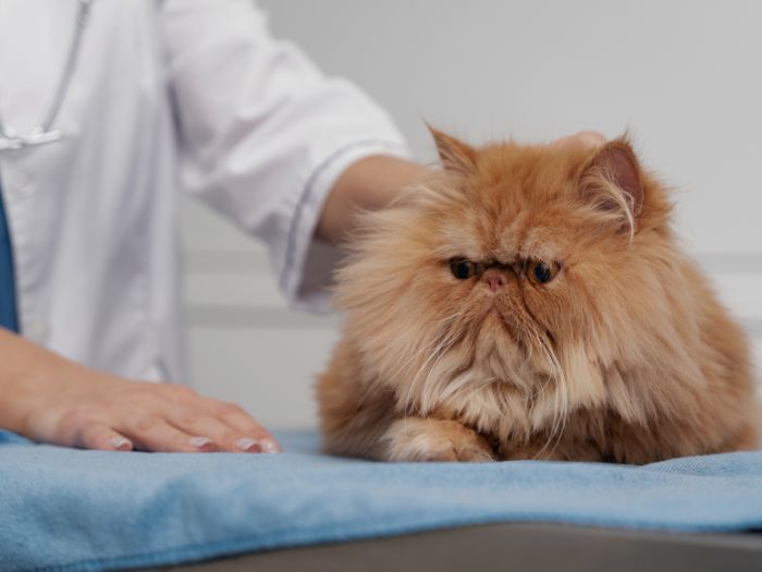 come fare lo slime con colla e liquido per lentine ACTivePET