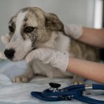 Protocollo per la Gestione della Torsione Gastrica nel Cane