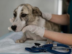 Protocollo per la Gestione della Torsione Gastrica nel Cane