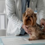 Protocollo per il Trattamento della Piometra nel Cane