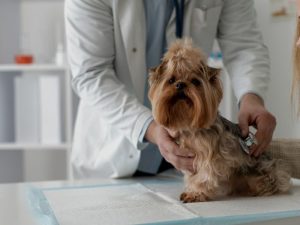 Protocollo per il Trattamento della Piometra nel Cane