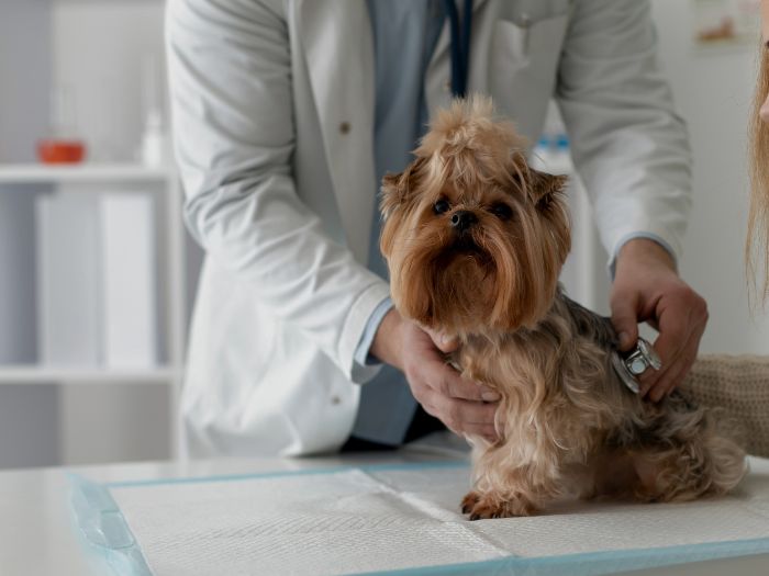 Protocollo per il Trattamento della Piometra nel Cane