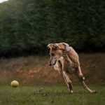 Radiografie Precoci di Gomito e Anca nel Cane: Un Protocollo di Prevenzione