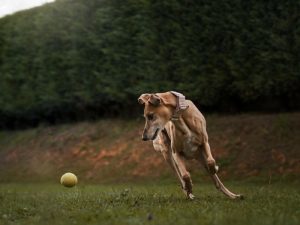 Radiografie Precoci di Gomito e Anca nel Cane: Un Protocollo di Prevenzione