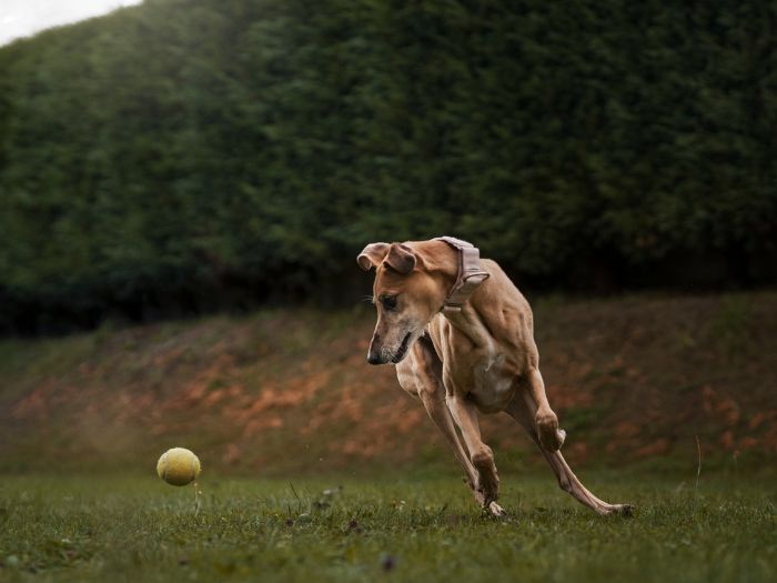 Radiografie Precoci di Gomito e Anca nel Cane: Un Protocollo di Prevenzione