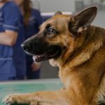 L'Importanza della Stadiazione dei Tumori nel Cane e nel Gatto