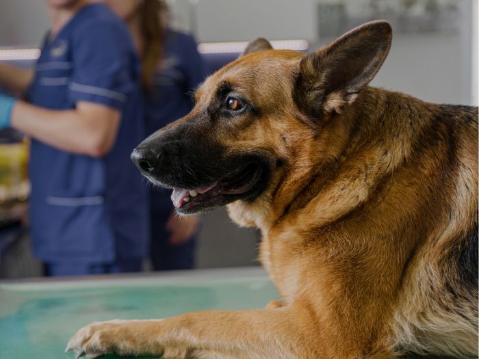 L'Importanza della Stadiazione dei Tumori nel Cane e nel Gatto
