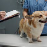 Protocollo per la Gestione del Vomito nel Cane e nel Gatto