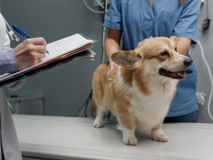 Protocollo per la Gestione del Vomito nel Cane e nel Gatto