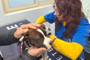 La nostra clinica veterinaria, ArcadiaVet è specializzata in diagnostica e chirurgia veterinaria, scopri i nostri servizi e affidati al nostro team di esperti per i tuoi amici a quattro zampe.