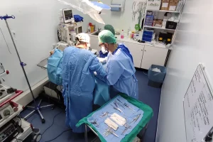 La nostra equipe di veterinari esperti, garantirà una massima sicurezza durante gli interventi del tuo animale domestico. Fifdati delle cure e dell'esperienza di ArcadiaVet